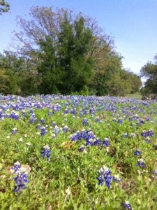 Brownwood Texas BlueBonnets